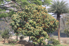 Saraca asoca